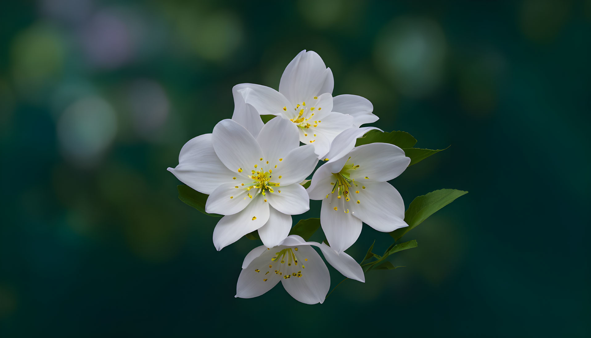 White Flowers with Yellow Centers on Blurred Green Background