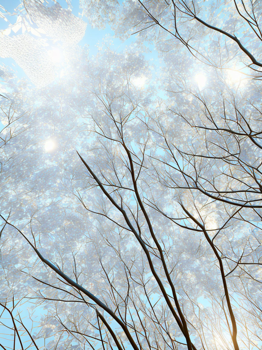 Sunlight filtering through bare tree branches against a bright sky