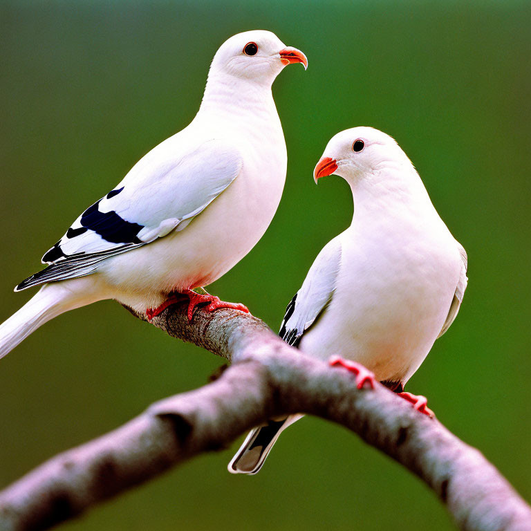 Two White Pigeons with Black Markings Perched on Branch Against Soft Green Background