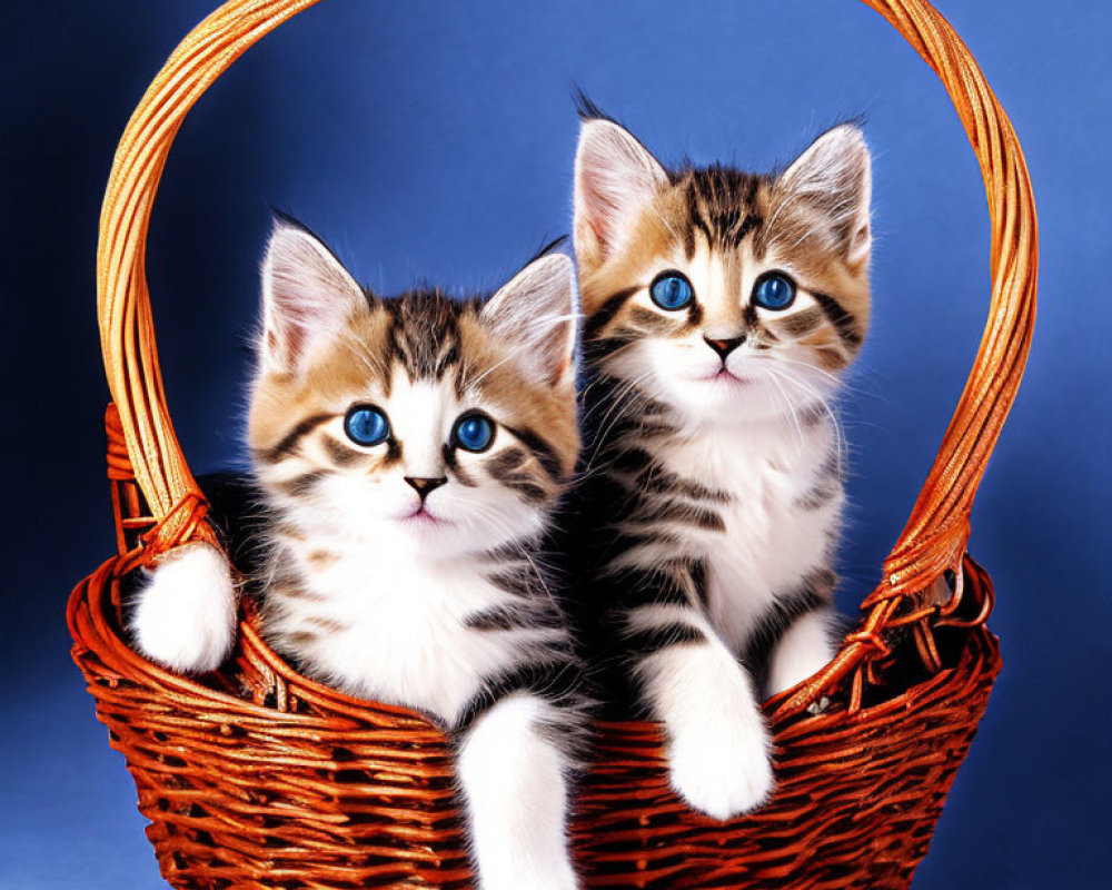 Adorable Kittens with Striking Blue Eyes in Woven Basket