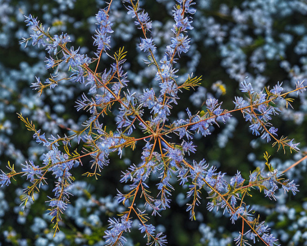 Small Blue Flowers on Delicate Branches Against Blurred Green Background