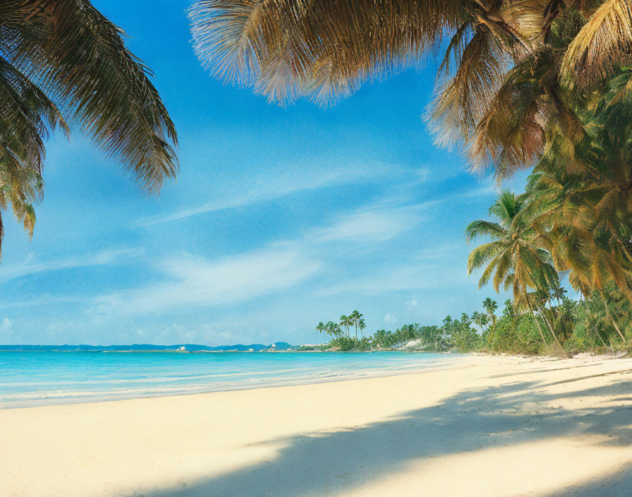 Golden sand beach with palm trees under clear blue sky