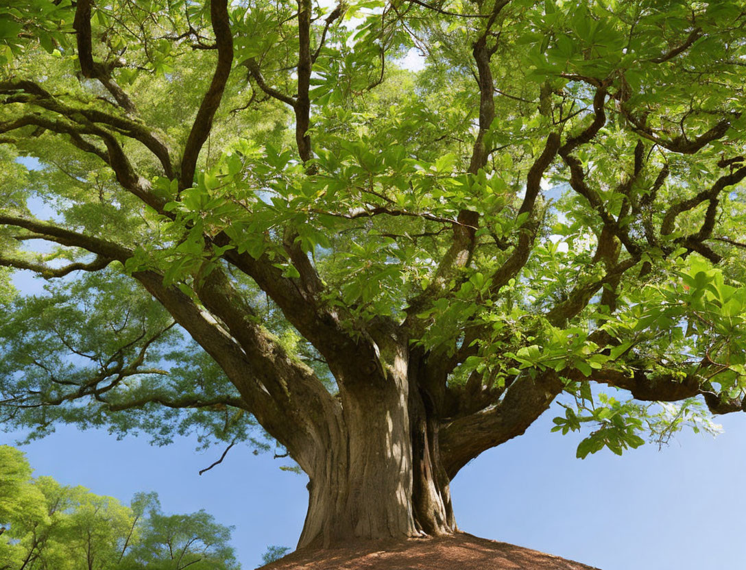 Majestic tree with thick trunk and lush green canopy under blue sky