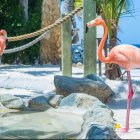 Ballerina mimics flamingos near river in lush setting