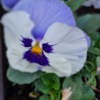 Blue and White Pansy with Yellow Center on Green Foliage