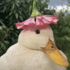 Duck Painting with White and Brown Feathers and Pink Flower