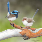 Colorful flowers and perching birds with vibrant blue tail feather on branch.