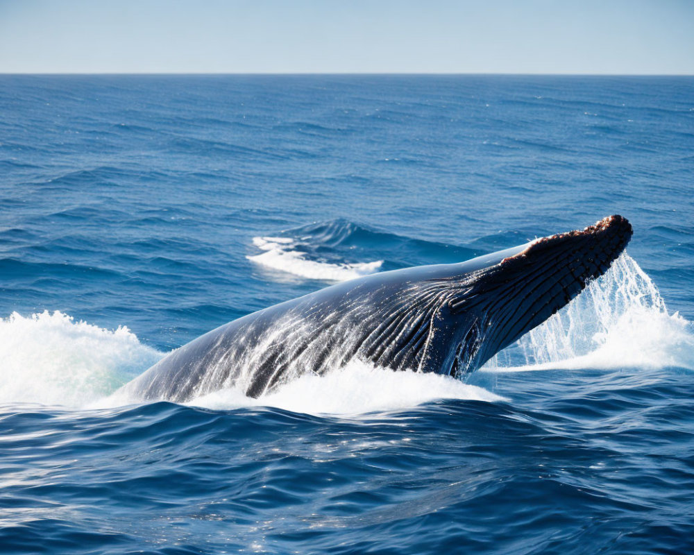 Massive Humpback Whale Breaching Ocean Surface