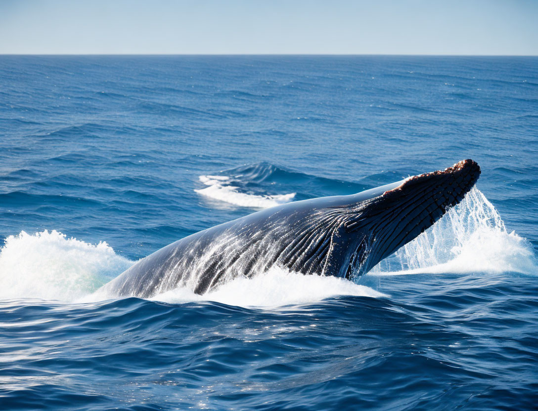 Massive Humpback Whale Breaching Ocean Surface