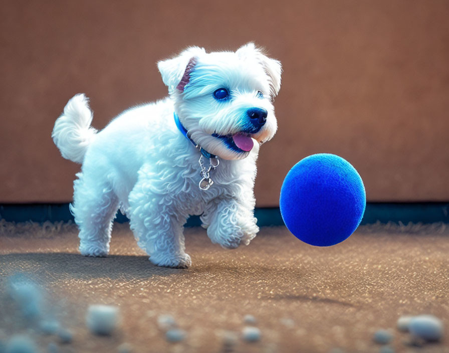 White Dog Watching Blue Ball on Textured Ground with Pebbles