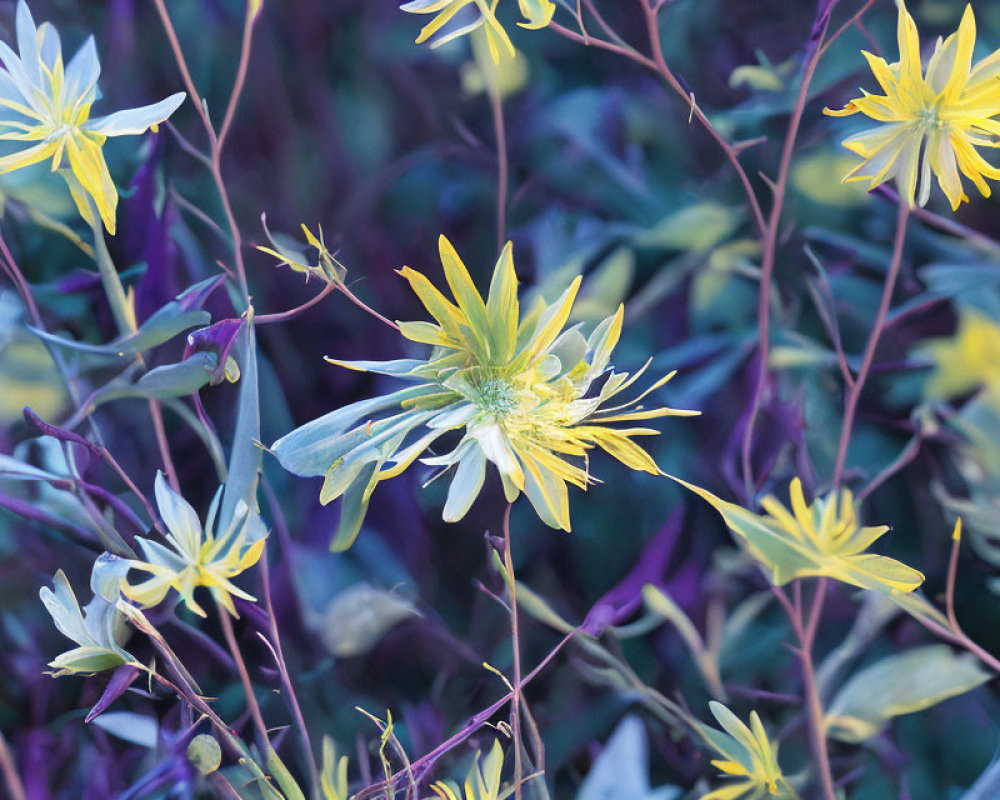 Yellow Flowers with Slender Petals Among Purple Leaves: Natural Color Contrast