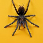 Businessperson with multiple arms and office supplies on yellow background with leaves.