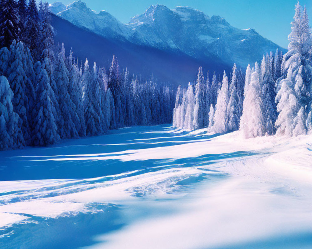 Snow-covered trees in serene winter landscape with blue sky