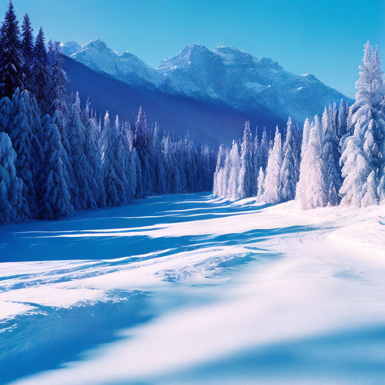 Snow-covered trees in serene winter landscape with blue sky