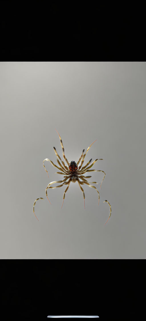 Spider with Spread Out Legs in Dark Space with Yellow and Red Markings