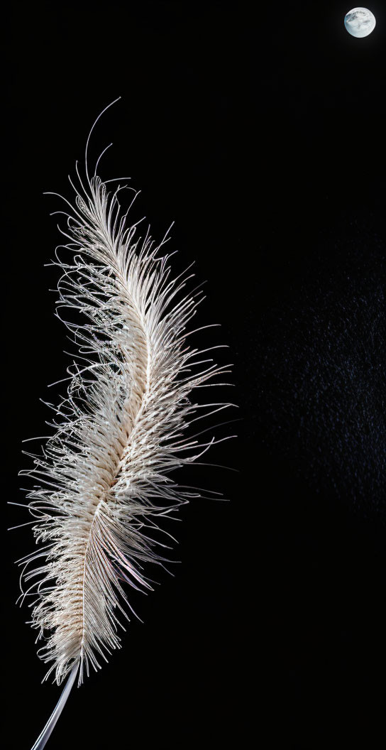 White feather on dark background with moon-like circle