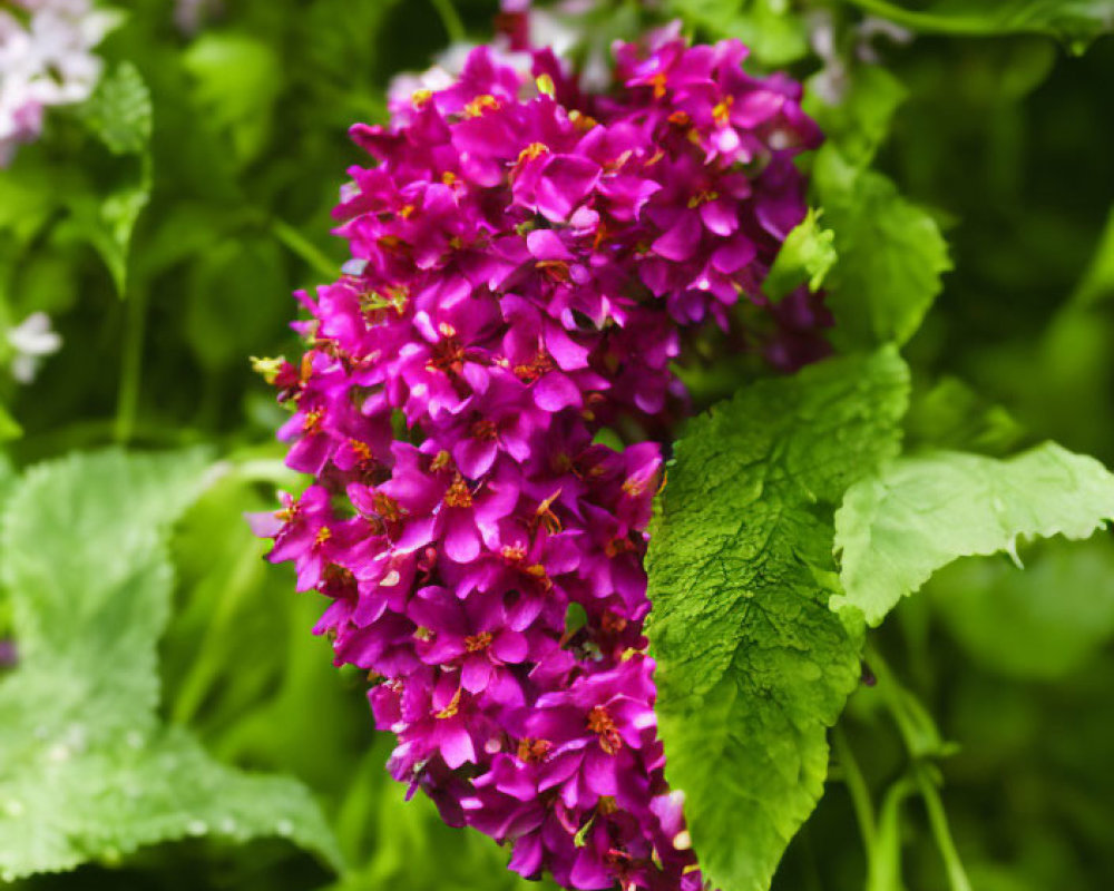 Cluster of Vibrant Purple-Pink Flowers Among Green Leaves