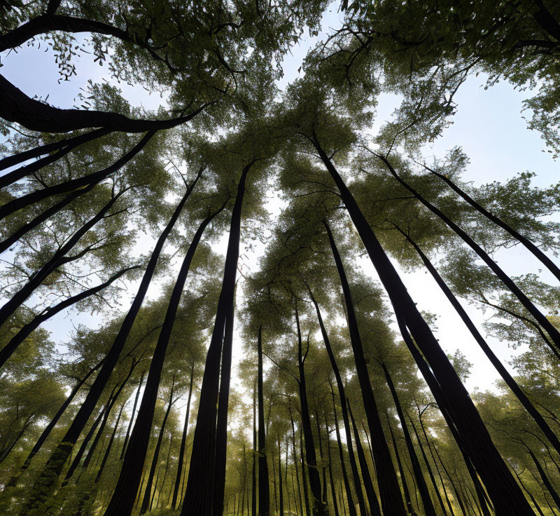 Lush forest with towering trees and green canopy