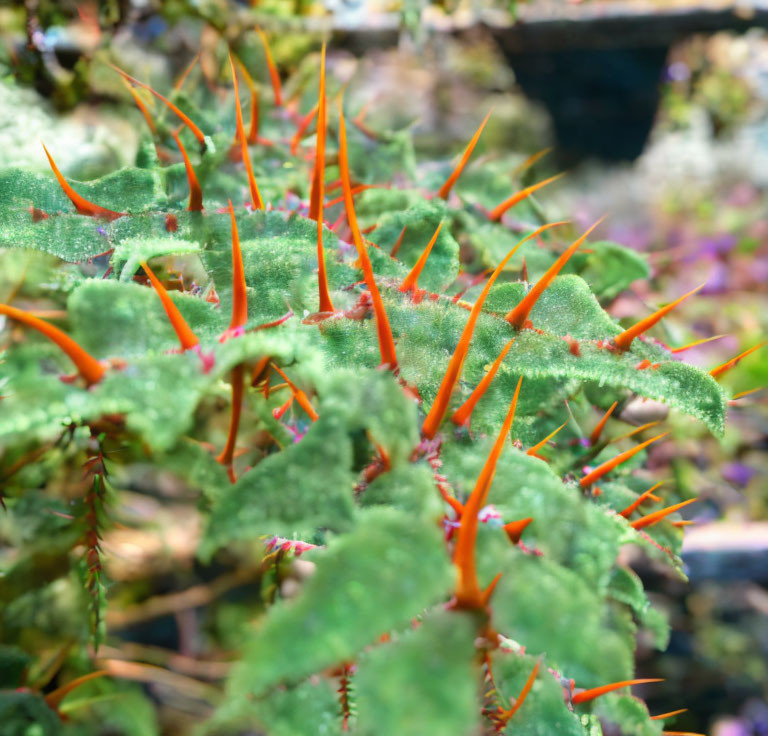 Green fuzzy leaves with orange thorns on blurred background.