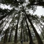 Lush forest with towering trees and green canopy