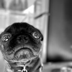 Monochrome photo of pug with expressive eyes and cityscape backdrop