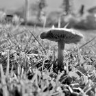 Monochrome photo of mushroom texture in plant setting