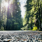 Sunlit Forest Road with Light Rays and Bokeh Effect