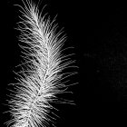 White feather on dark background with moon-like circle