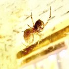 Orange spider with spindly legs on mossy twig against yellow backdrop