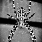 Intricate spider web with dewdrops on dark background