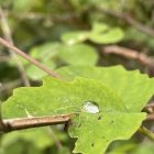 Colorful digital artwork: Clover leaves with dew drops, glowing orbs, and beads in dreamlike setting