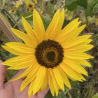 Vibrant sunflower with green and black center and soft yellow petals on greenery backdrop.