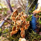 Detailed View of Moss-Covered Branch with Dried Leaves and Sunlight Filtered Through