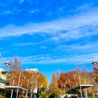 Blooming Trees and Colorful Victorian Buildings on a Picturesque Street