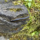 Fantastical Microcosm with Caterpillar-Like Creature and Spherical Entities