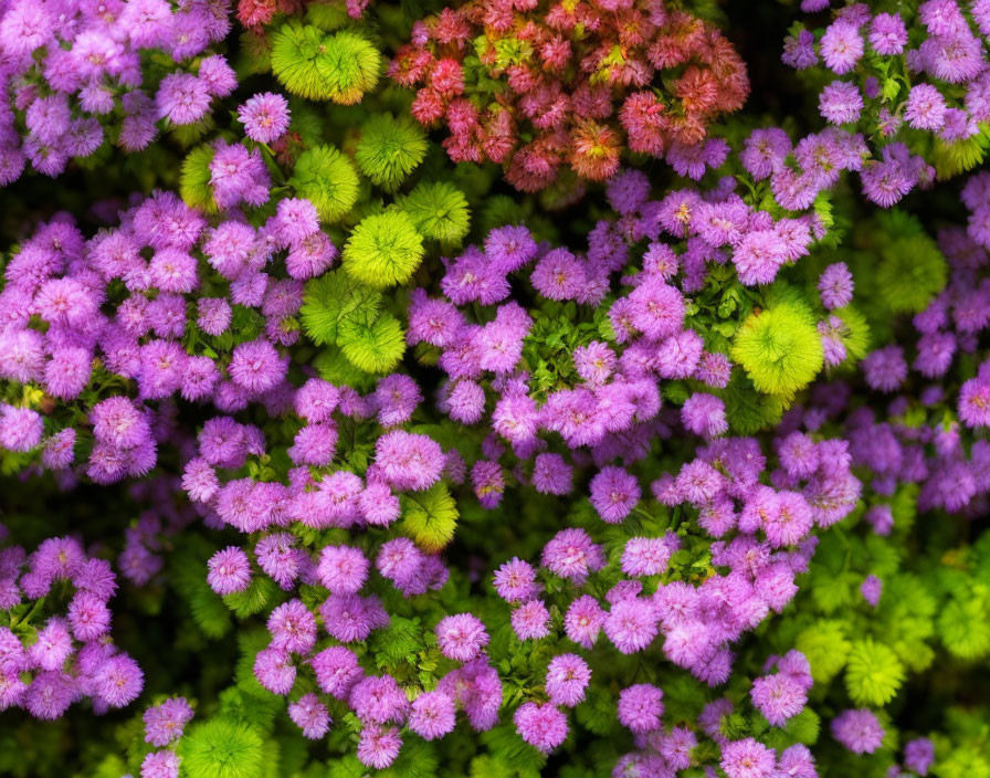 Vibrant purple and green flowers in close-up shot with fluffy and star-shaped blossoms against lush