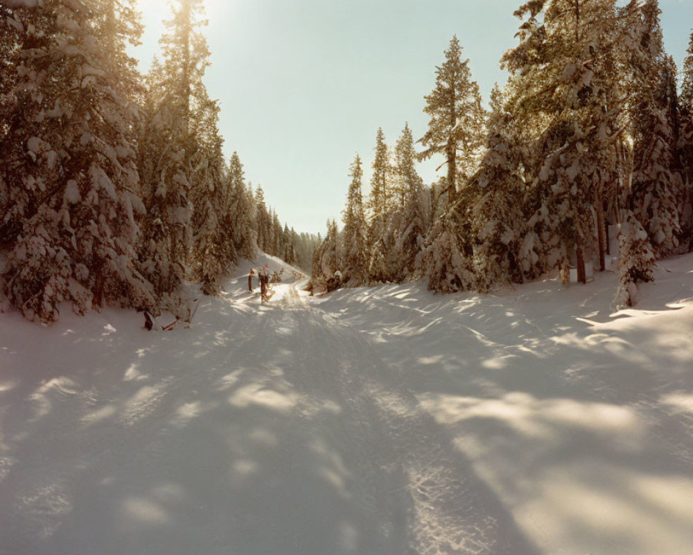 Snowy landscape with pine trees, path, sled, and figure in distance