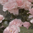 Cluster of Varied Pink Roses Blooming on Green Background