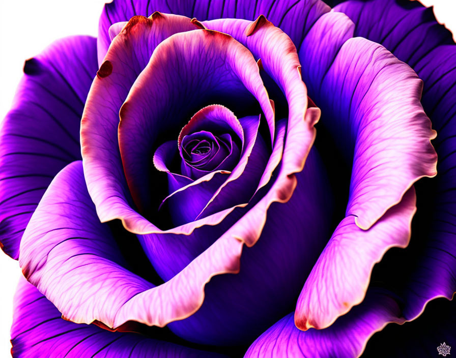 Colorful Digital Art: Purple Rose with Magenta to Deep Violet Gradient