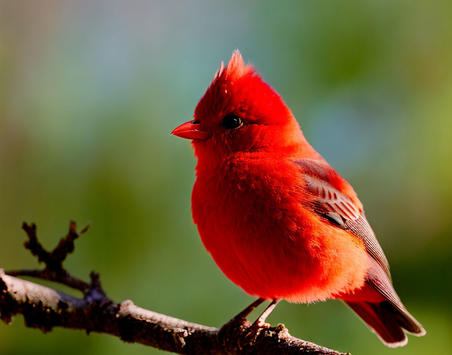 Bright Red Northern Cardinal on Green Branch