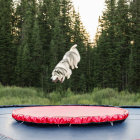 Siberian Husky jumping on red and blue trampoline in forest landscape