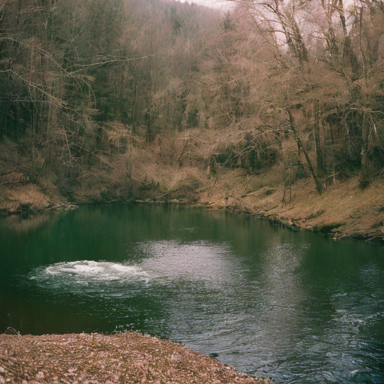 Tranquil forest landscape with calm river and barren trees