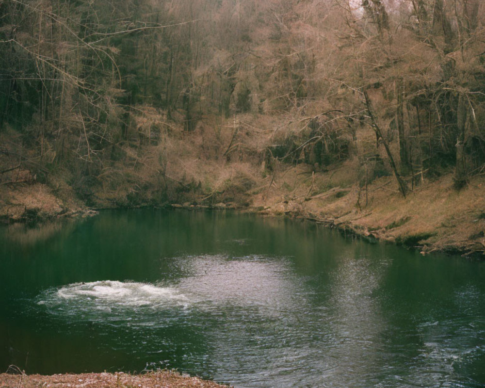 Tranquil forest landscape with calm river and barren trees