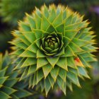 Symmetrical green plant with sharp leaves resembling a flower