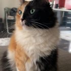 Tricolor Cat with Lush Fur in Home Interior