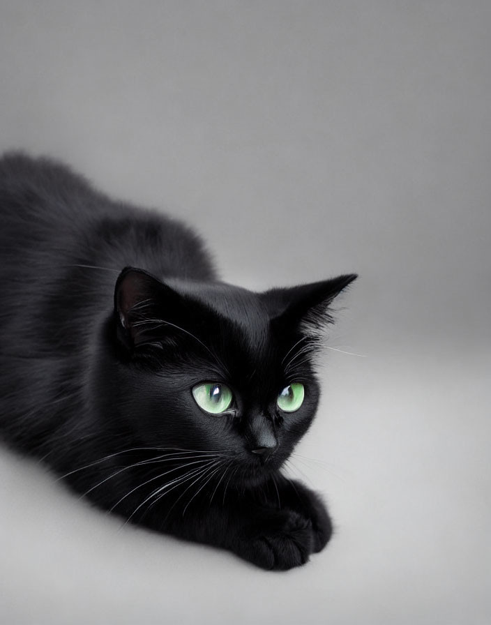 Black Cat with Green Eyes Resting on Grey Background