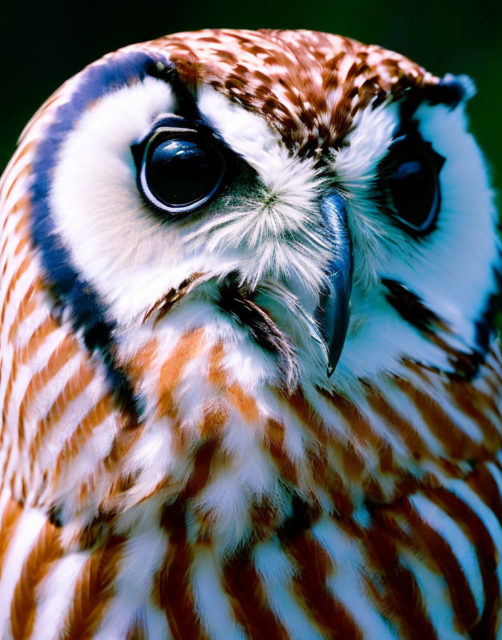 Detailed Close-Up of Owl with Brown and White Plumage