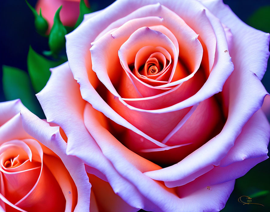 Detailed Close-Up of Vibrant Pink Rose and Bud on Dark Blue Background