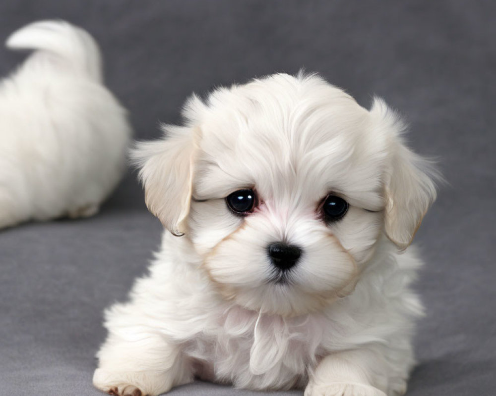 White fluffy puppy with black eyes and pink nose on grey background.