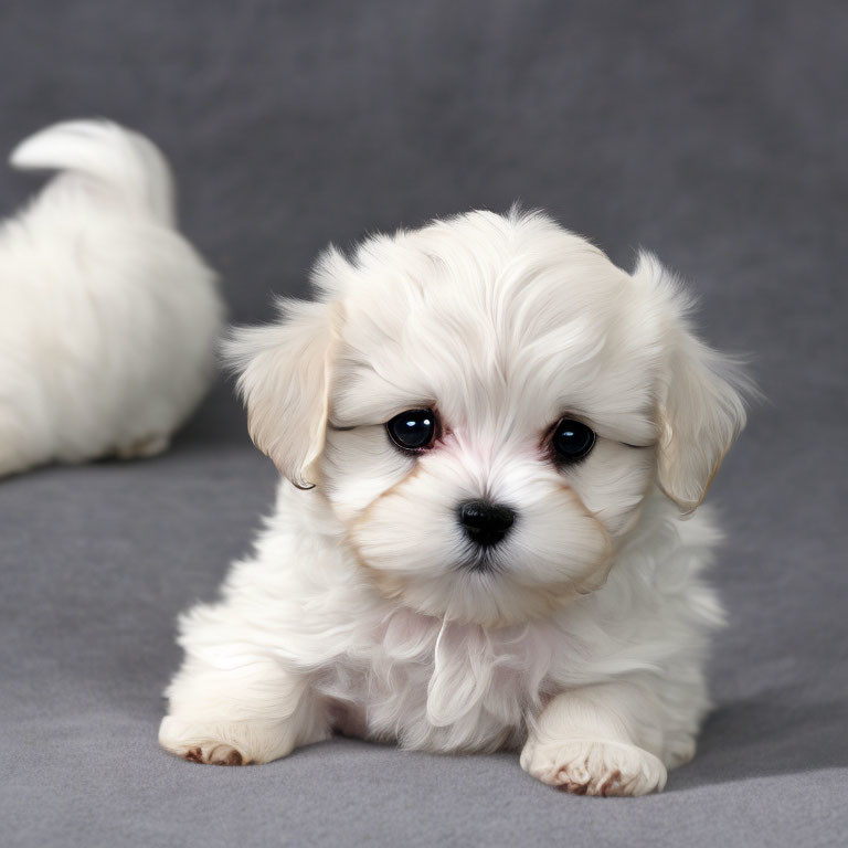 White fluffy puppy with black eyes and pink nose on grey background.